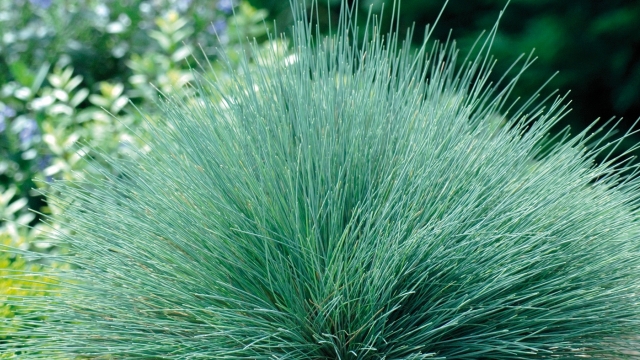 Corynephorus canescens